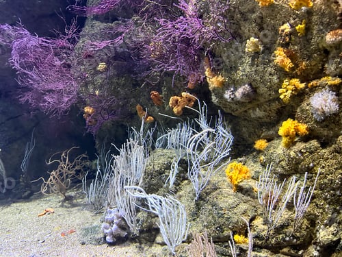 Preview: Coral reef in the sea