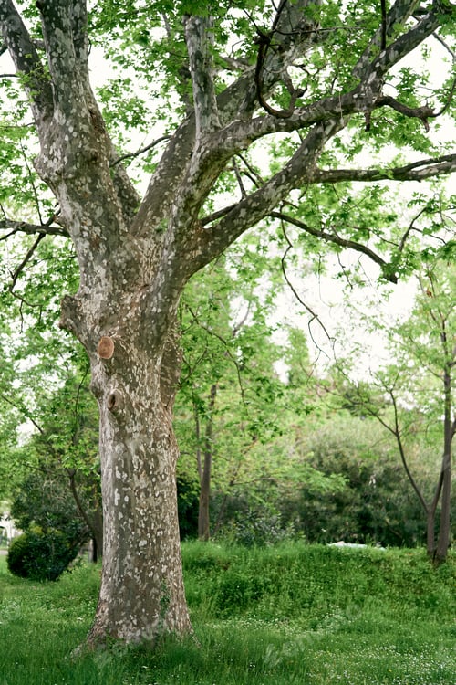 Preview: Sprawling plane tree on a green lawn in the park