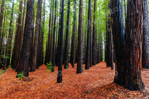 Preview: Cement Creek Redwood Forest in Australia