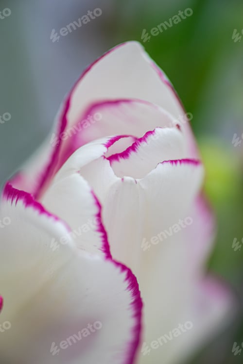 Preview: White tulip petals