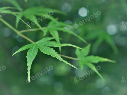 Preview: Green Maple