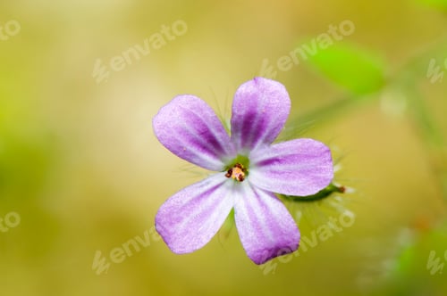 Preview: small pink flower macro