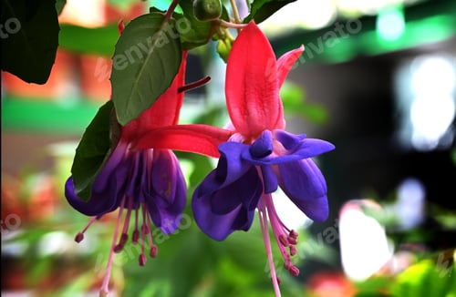 Preview: Pink and Purple Fuchsia flowers during summer