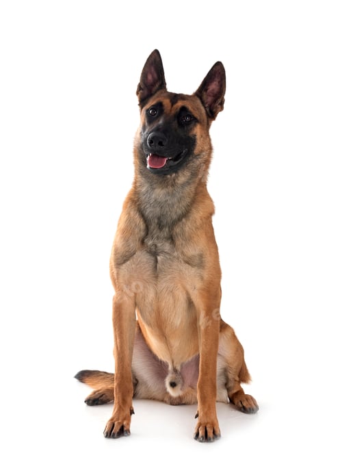 Preview: malinois in studio