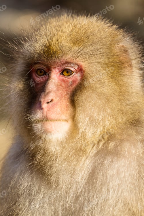 Preview: Monkey in jungle