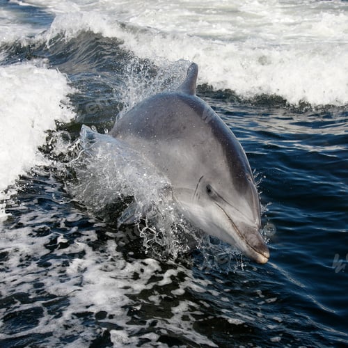 Preview: Bottlenosed Dolphin