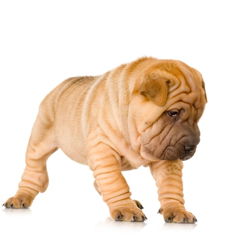 Preview: Sharpei