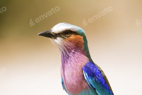Preview: Lilac Breasted Roller in Chobe riverfron