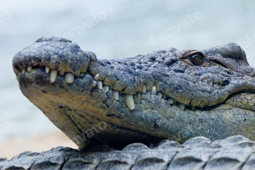 Preview: A nile crocodile, Crocodylus niloticus