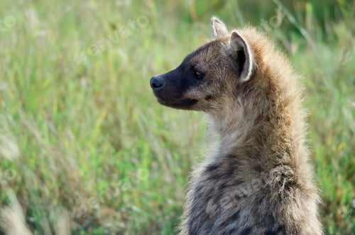 Preview: Hyena in Serengeti National Park, Tanzania, Africa
