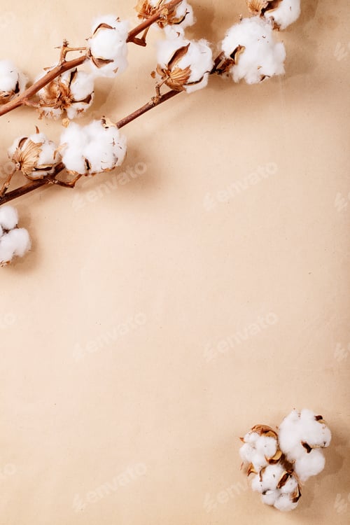 Preview: Dry cotton flower