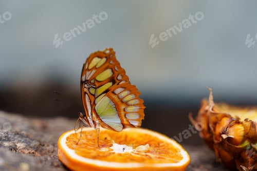Preview: Closeup of a butterfly on an orange slice with pineapple in the background