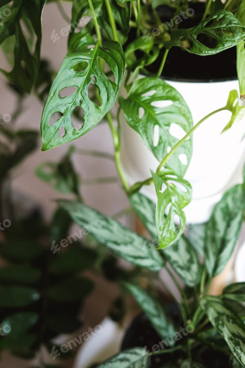 Preview: Monstera Monkey Mask or Obliqua or Adansonii against the background of house plants and interior