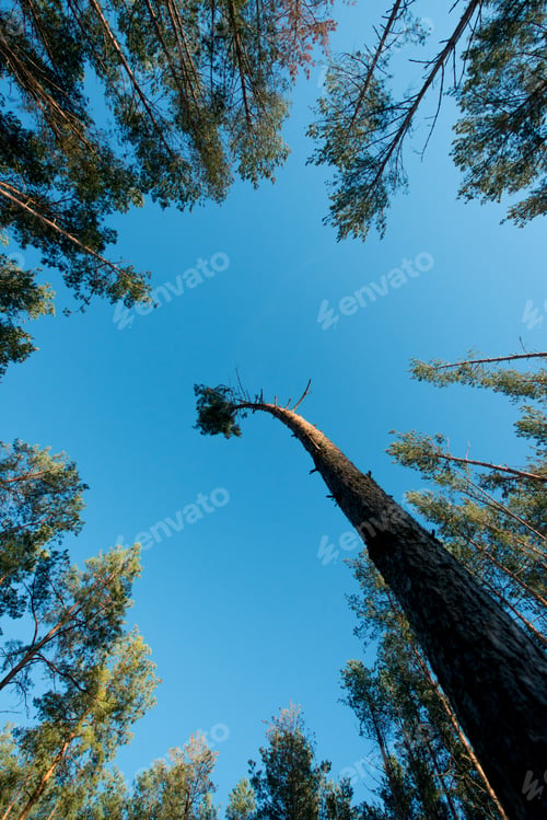 Preview: Crowns of coniferous forest trees against the sky, bottom view
