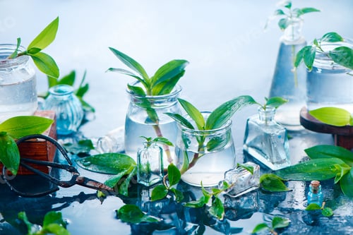 Vista previa: Green plants in glass jars on a wet background with gardening scissors. Spring concept with copy