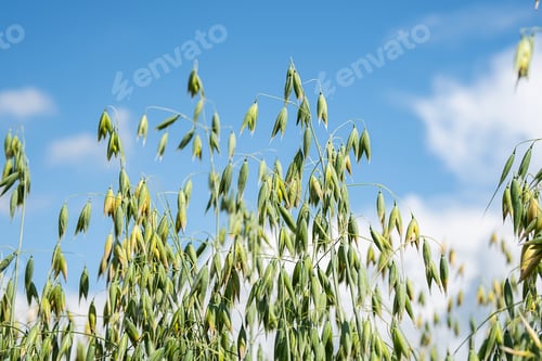 Preview: Close up of green oat plants against bright blue sky.