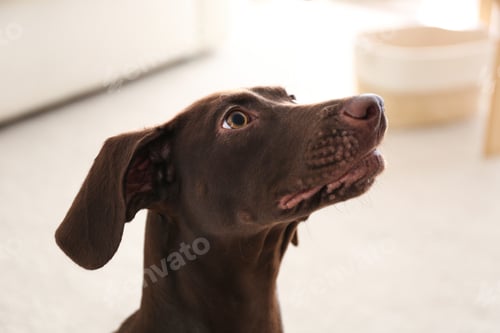 Preview: Beautiful brown German Shorthaired Pointer dog at home