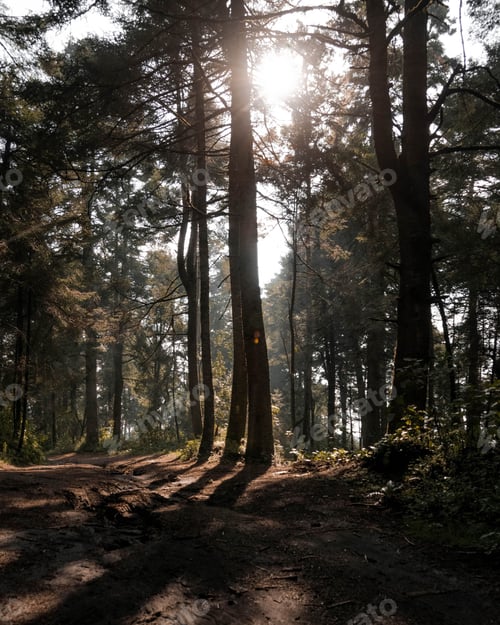 Preview: Lush forest with a winding dirt road snaking its way through the trees