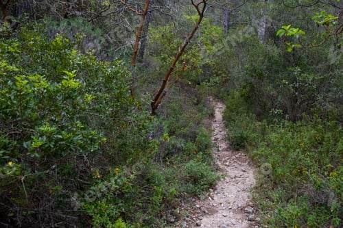 Preview: Scenic nature trail winding through lush greenery in a peaceful forest setting