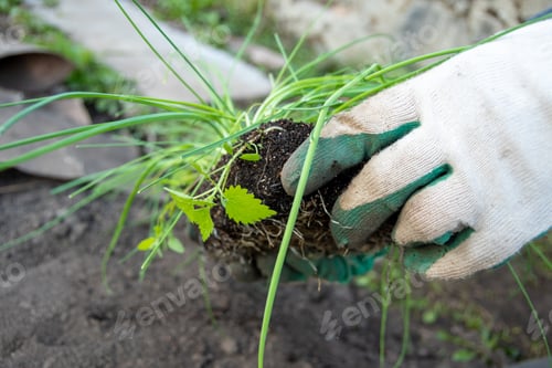 Preview: Hands in gloves hold green sprouts with roots in soil for planting in the ground. Plant transplant.