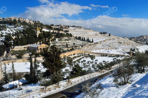 Preview: Outdoor area with trees against a vibrant blue sky: Mount Of Olives , Jerusalem