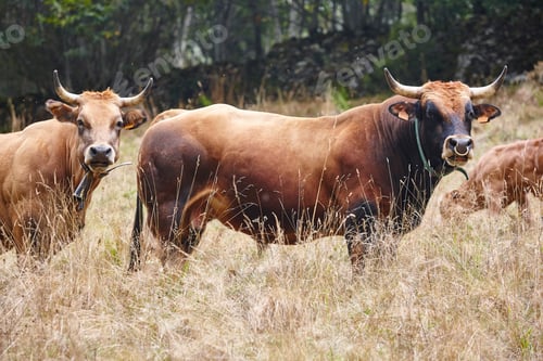 Preview: Bull and cow in the countryside. Cattle, livestock