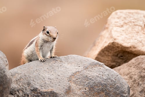 Preview: Ground squirrel standing on a rock