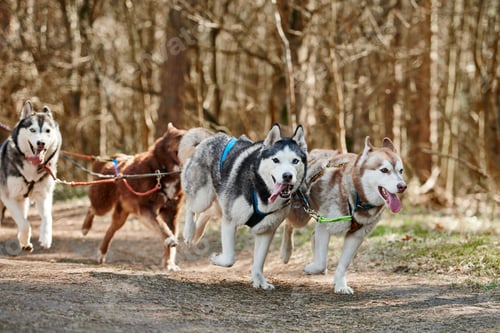 Preview: Running Siberian Husky sled dogs on autumn forest dry land, four Husky dogs outdoor mushing