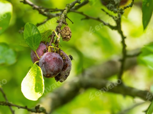 Preview: Plum and wasp