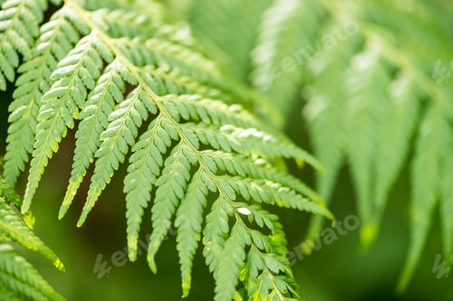 Preview: Close-up of a lush green fern leaf