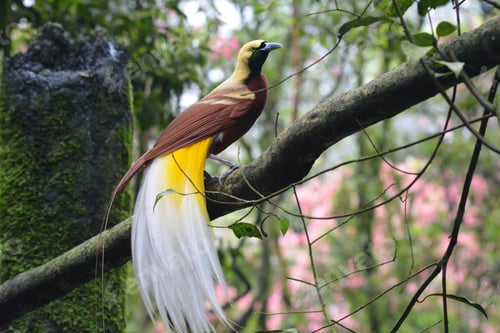 Preview: Close up of The lesser bird of paradise, Paradisaea minor