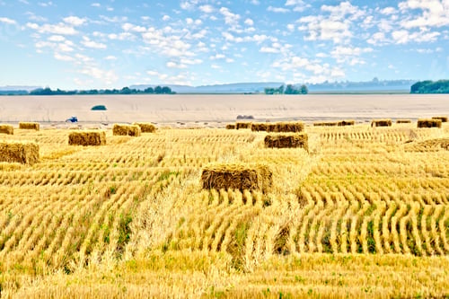 Preview: Bales of straw rectangular and sky