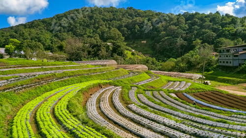 Preview: View of various organic vegetables cultivation on the hill in northern Thailand