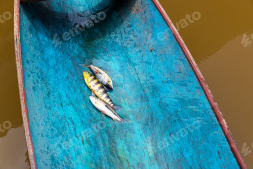 Preview: Fish in a Canoe