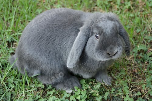 Preview: pets, bunny, scared, rabbit, hare