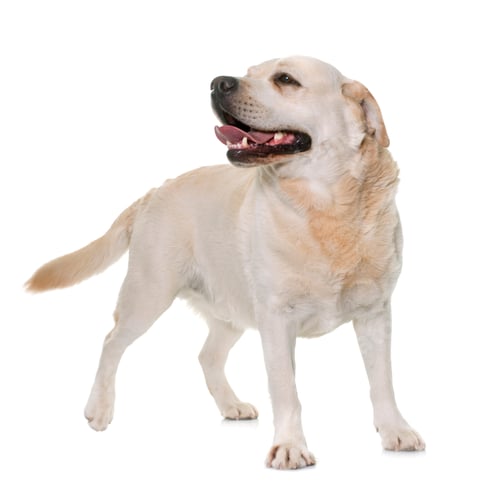 Preview: male labrador retriever