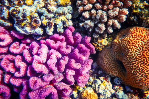 Preview: Coral reef colony in Red sea in Egypt