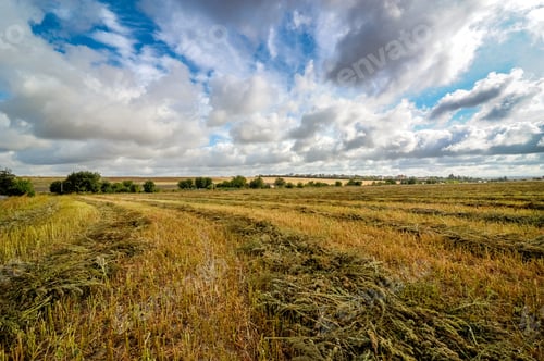 Preview: line of stacked buckwheat sheaves after harvest in a buckwheat field, beautiful sky on the horizon