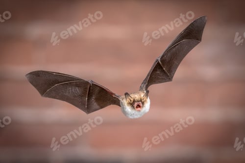 Preview: Flying Natterers bat isolated on brick background