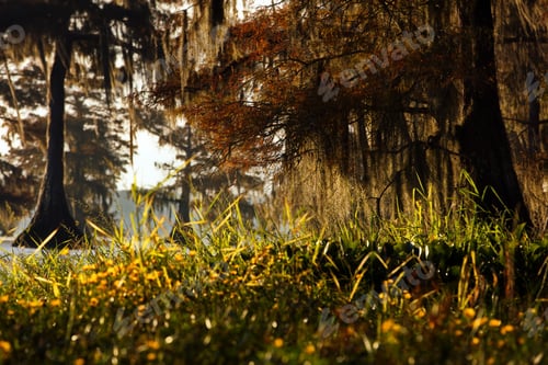 Preview: Beautiful shot of a sunny day on the Cypress swamps, USA