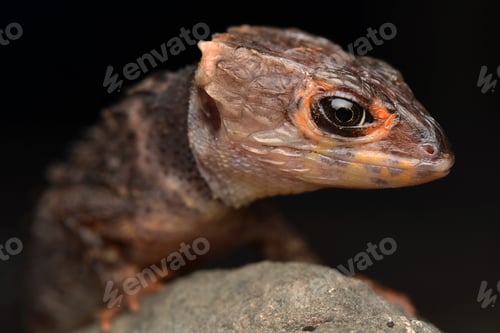 Preview: Croc Skink Close Up