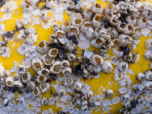 Preview: Barnacles Attached to Bright Yellow Object in Close-up