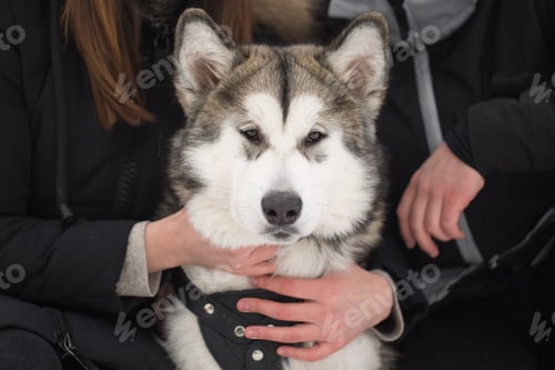 Preview: Beautiful family, a man and a girl in winter forest with dog. Play with the dog Siberian husky.