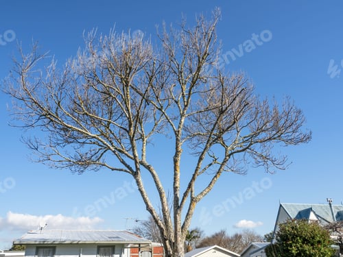 Preview: an image of a tree with leaves dying in the winter