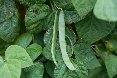 Preview: fresh string beans in the vegetable garden