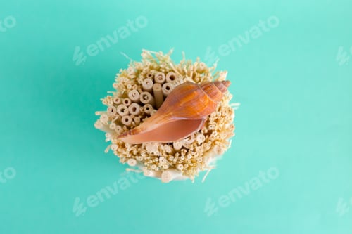 Preview: seashells on a bright background