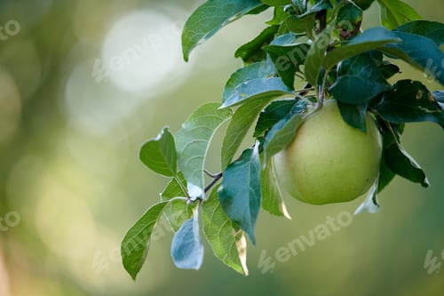 Preview: Apples. A photo of taste and beautiful apples.