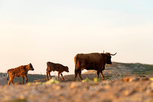 Preview: Coat and calf gazing on pasture at sunset