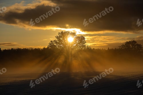 Preview: Dramatic Golden Sunset Behind Lone Winter Tree