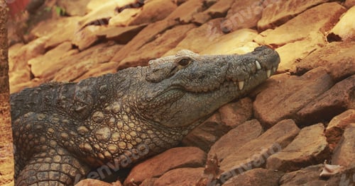 Preview: Goa, India. Mugger Crocodile Or Crocodylus Palustris Resting In Shadow During Hot Day. Marsh